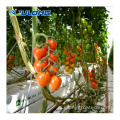 トマト用の農業ガラスの温室